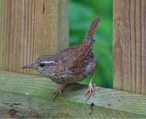 Wren-B.jpg