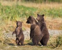 Writing-Cubs-B.jpg