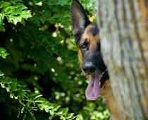 Writing-Dog-B.jpg