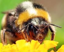 Yard-1-bumblebee-B.jpg