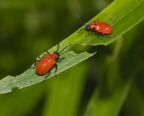 Yard-2-beetle-B.jpg