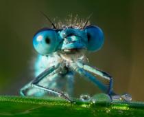 Yard-2-dragonfly-B.jpg