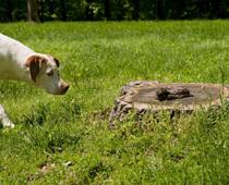 Yard-2-snake-B.jpg