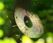 Yard-2-web-B.jpg