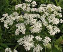 Yarrow-B.jpg