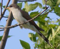 Yellow-billed-Cuckoo-B.jpg