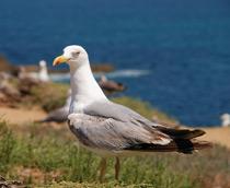 Yellow-legged-Gull-B.jpg