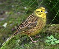Yellowhammer-B.jpg