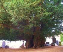 Yew-B.jpg