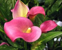 Zantedeschia-B.jpg