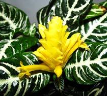 Zebra-Plant-B.jpg