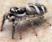 Zebra-Spider-B.jpg