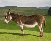 able-donkey-B.jpg