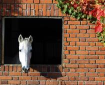 able-horse-B.jpg
