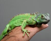 able-iguana-B.jpg