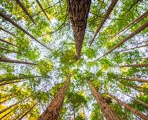 adj-2-tree-B.jpg