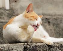 adj-cat-B.jpg