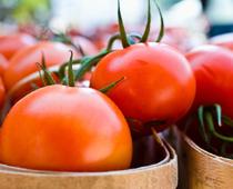 adj-tomato-B.jpg