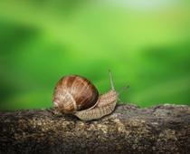 ai-snail-B.jpg