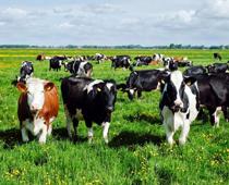 air-cow-B.jpg