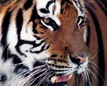 air-tiger-B.jpg