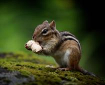al-chipmunk-B.jpg