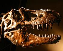 au-dinosaur-B.jpg