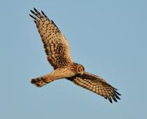 aw-hawk-B.jpg