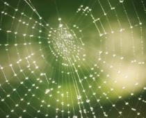 best-cobweb-B.jpg