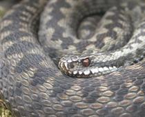 british-reptiles-adder-small-1.jpg