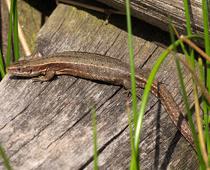 british-reptiles-common-small-1.jpg