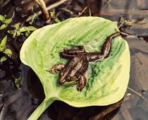 british-reptiles-frog-1-s.jpg