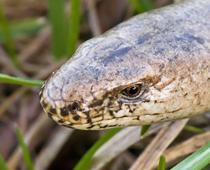 british-reptiles-slowworm-small-1.jpg