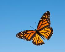 cap-1-butterfly-B.jpg