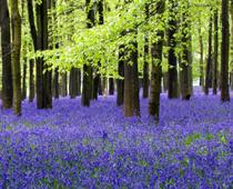 cap-2-bluebell-B.jpg