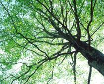 ch-branch-B.jpg