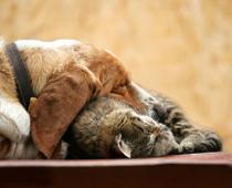 comma-1-cat-B.jpg