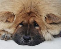contraction-fur-B.jpg
