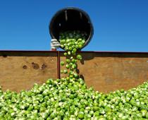 contraction-sprout-B.jpg