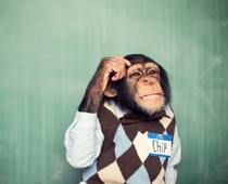 dis-chimp-B.jpg