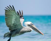 ea-bead-beak-B.jpg
