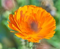 easy-pict-colour-Q10-small.jpg
