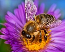 ee-bee-B.jpg