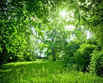 ee-green-B.jpg