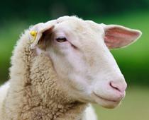 ee-sheep-B.jpg