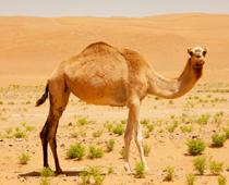 el-hump-B.jpg