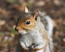 el-nut-B.jpg
