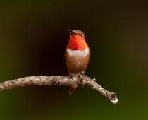 english-alphabet-2-perch-small.jpg