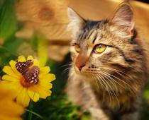 english-alphabet-3-cat-small.jpg