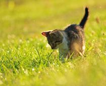 english-cathat-cat-small.jpg